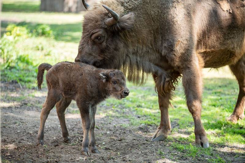 fot. ZOO Wrocław